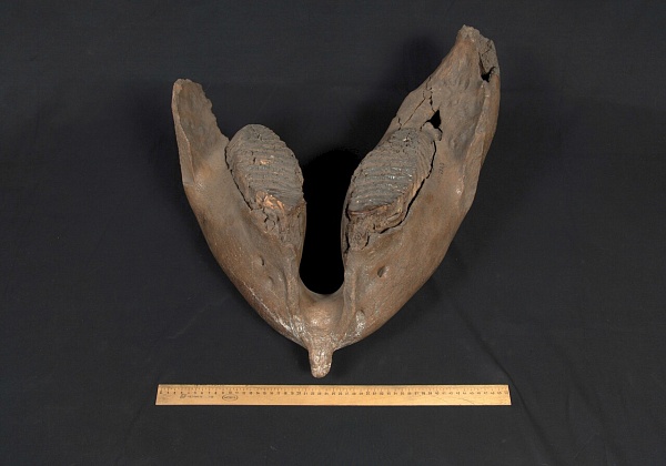 Челюсть нижняя мамонта с двумя зубами. Палеонтология