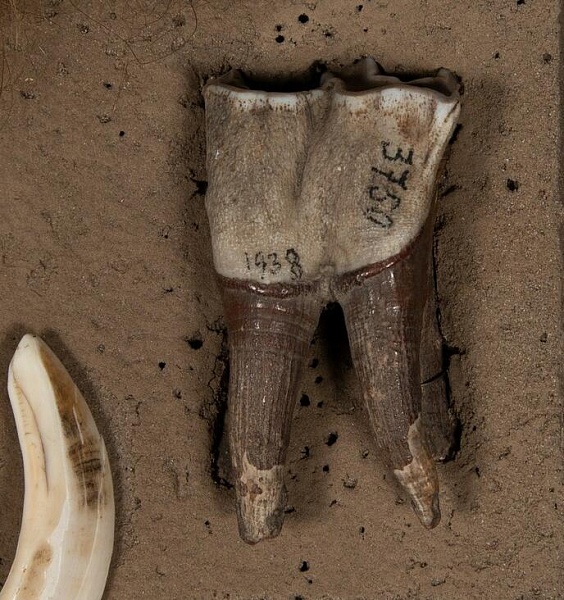 Зуб шерстистого носорога. Палеонтология